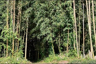 Uncovering the Hidden Secrets of Traditional Japanese Earthen Walls