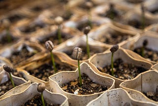 From cardboard cartons, sprout tens of small beans.