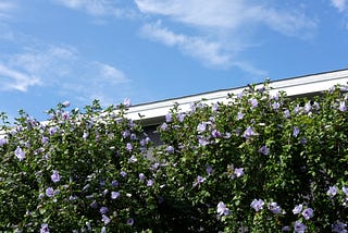 Purple flowers against a clear blue sky