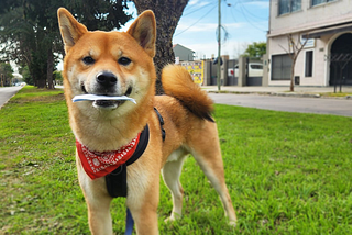 Adopting Toku: Day 558