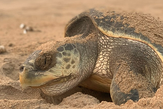 Chasing Turtles in Odisha — trip report
