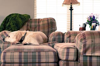 Why Your Dog Doesn’t Care What Kind of Bed You Give Him