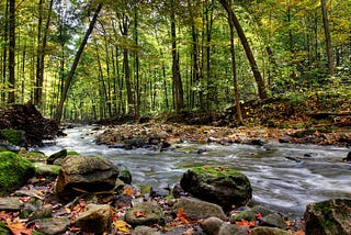 A photo of a gentle stream in a forest.