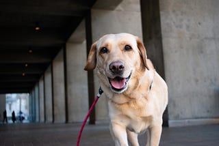 24 Ways To Exercise Your Dog