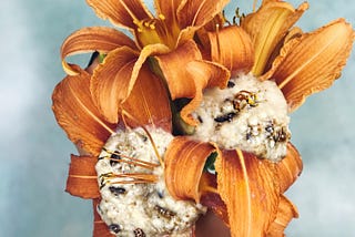 Jestivi cvjetovi ljiljana punjeni slatkim proteinskim sjemenkama