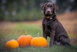 Black labrador dog sitting on the grass next to three orange pumpkins.