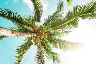 Roots of the Coconut Tree