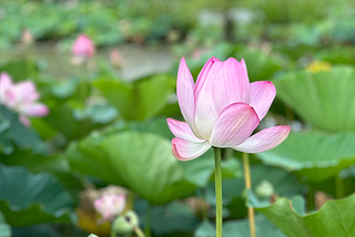 Lotus and Water Lilies at Kenilworth Aquatic Gardens
