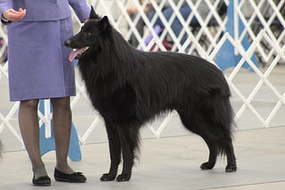A large, black, fluffy Belgian Sheepdog dog showing at a Colorado dog show.