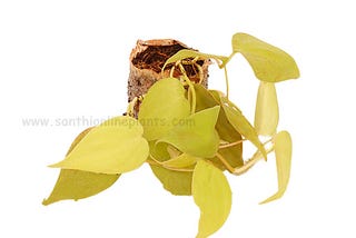 Philodendron-Oxycardium-Golden