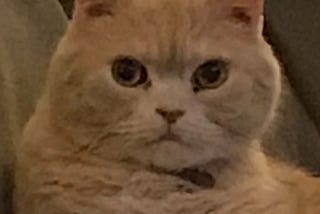 To Anyone Who Has Euthanized a Pet