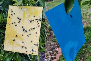 Yellow Sticky Sticky Traps