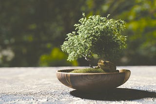 Bonsai is so expensive… Why ?