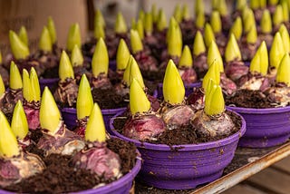 Plantation de bulbes d’automne pour la saison prochaine!