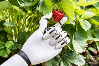 The Use of Robotics Fruit Pickers in Modern Farming