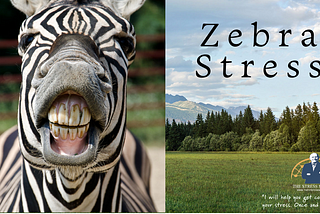 Zebras & Stress
