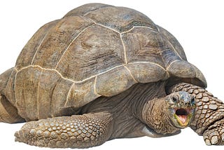 No-one’s Ark: Española Giant Tortoise