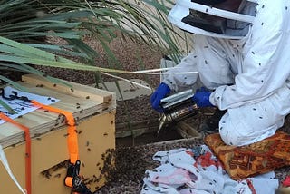 Can You Calm the Bees with Marijuana Smoke?