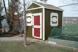 How to Get the Perfect Chicken Shed Plans in Cheap?