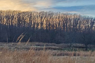 View across the meadow at sunset with tree line silhouette in background