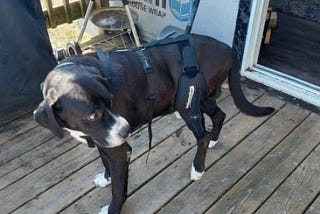 Unveiling the Versatility of Dog Knee Braces: A Comprehensive Guide