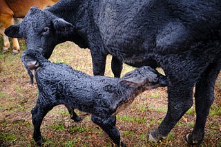 A Calf Named Hope