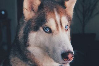 How Owning a Dog Can Improve Your Love Life!