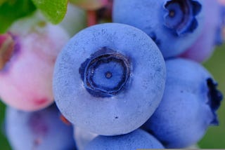 Wild Blueberries