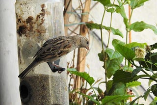 Where have you been, Indian Sparrow ?