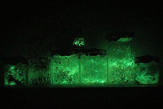 Lanterns of bioluminescent fungi (Panellus Stipticus & Omphalotus Nidiformis). Picture by Melissa Ingaruca