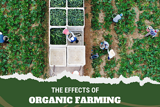 THE EFFECTS OF ORGANIC FARMING PRACTICES ON FOOD SECURITY OUTCOMES