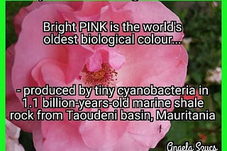 World’s oldest biological color