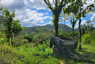A Drop in the Rainforest