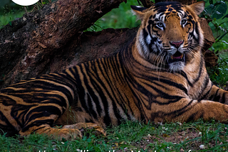 Unravelling the Mystery of Black Tigers: Fascination & Flaws — Grow-Trees Blog