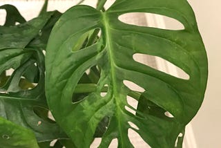 Houseplant Story Time: Why Correct Diagnosing is Crucial
