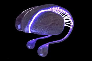 Is The Caudate-Putamen An Antenna For Anomalous Information?