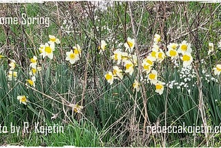 5 Reasons to Emerge in Spring from Your Hibernation