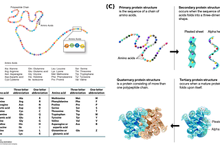 Prediction of Protein Movement Upon Ligand Binding Using Equivariant Graph Neural Networks