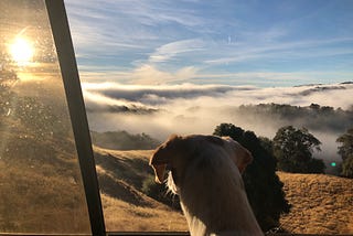Looking out on a sunny and foggy Northern California valley in the morning from an open car window, with a dog’s head front and center also taking in the view