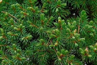Alpine Fir Trees: Majestic Evergreens of the High Mountains|| Abies lasiocarpa