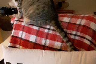 My blind cat, Scout on chair with pillow that says reserved for the cat for an article that asks the question do we deserve pets?