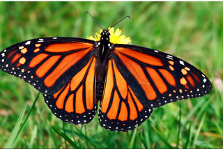 Metamorphosis: How to walk in the fulfillment of Your Prophetic Words