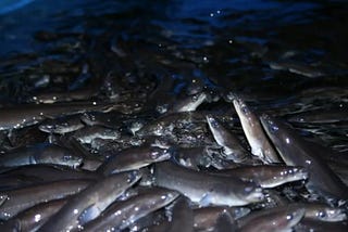 The Financial Challenges of Eel Farming for the Gunditjmara people of Australia