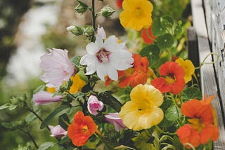 Orange and yellow nasturtiums and pink and white clematis growing up a white wooden fence.