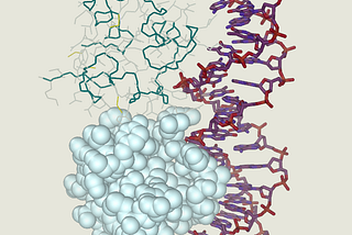 Cro protein complex with DNA. Picture created by Abalone program. P99am, CC BY-SA 3.0, via Wikimedia Commons