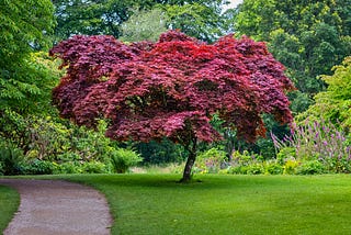 Breathe Easy: Top Trees for Thriving English Gardens