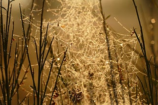 The fine line between positive autistic activism and abuse enablement