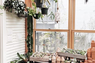 The Top 10 Hanging Plants For Beginners