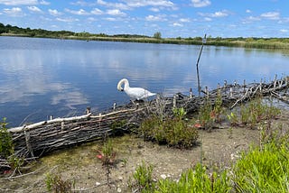 Lesson From A Swan