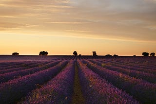 A multiple line field of lavander growing in France.